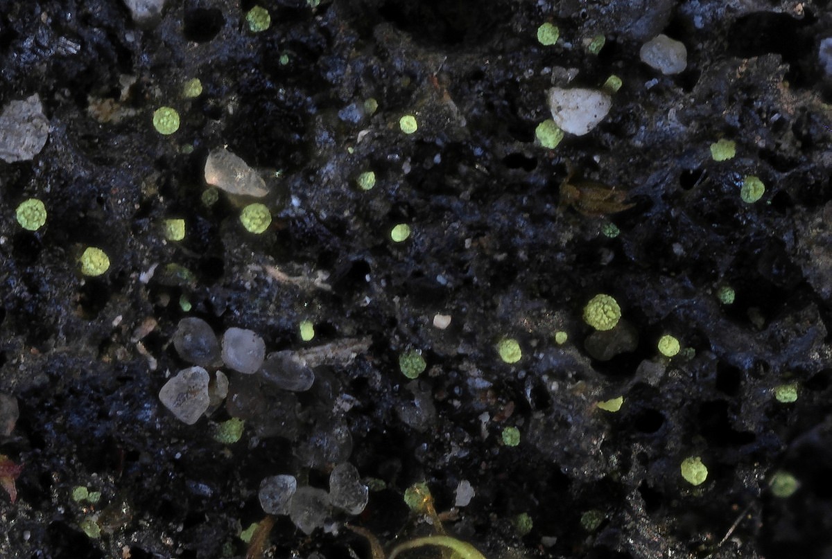 Thelocarpon lichenicola (door Arjan de Groot)