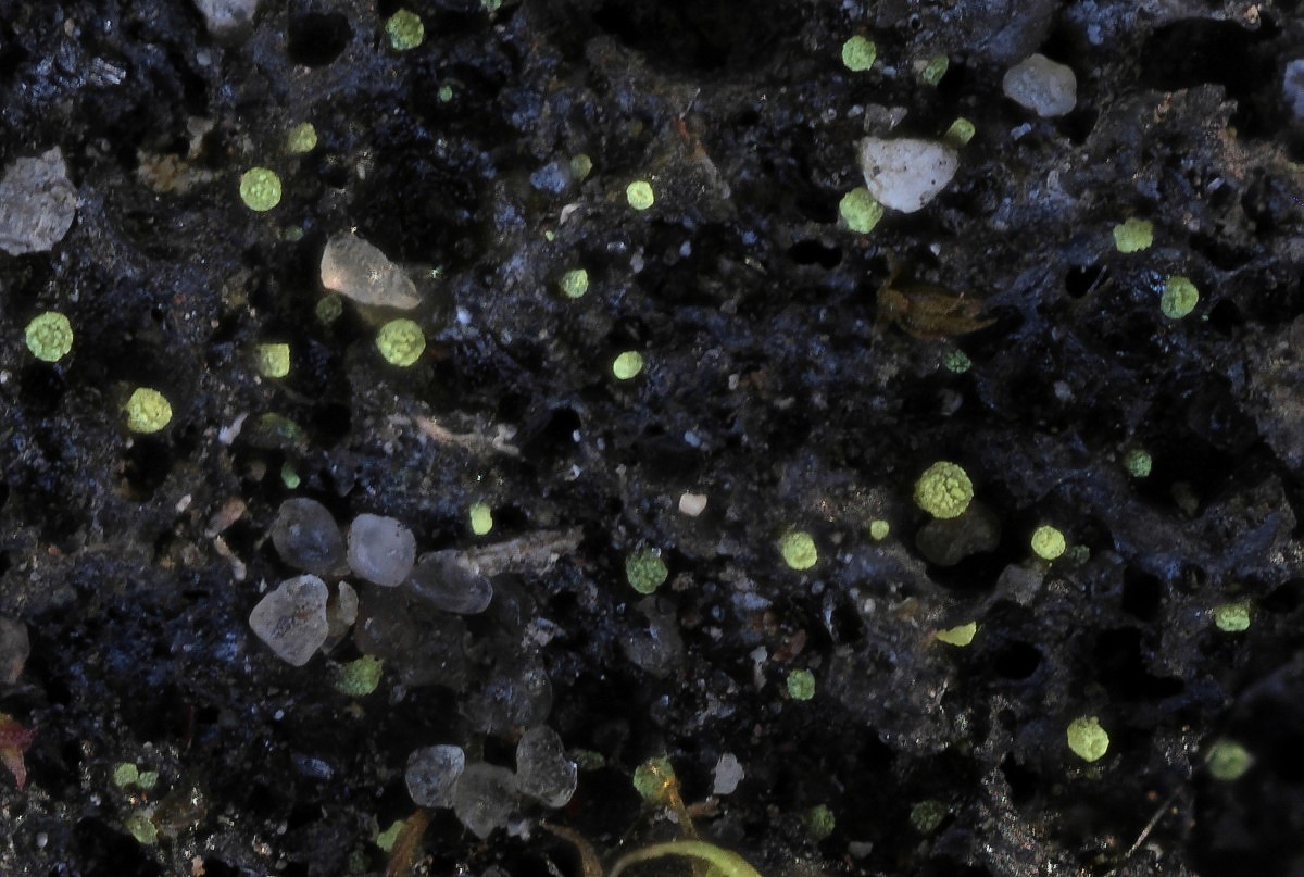 Thelocarpon lichenicola (door Arjan de Groot)