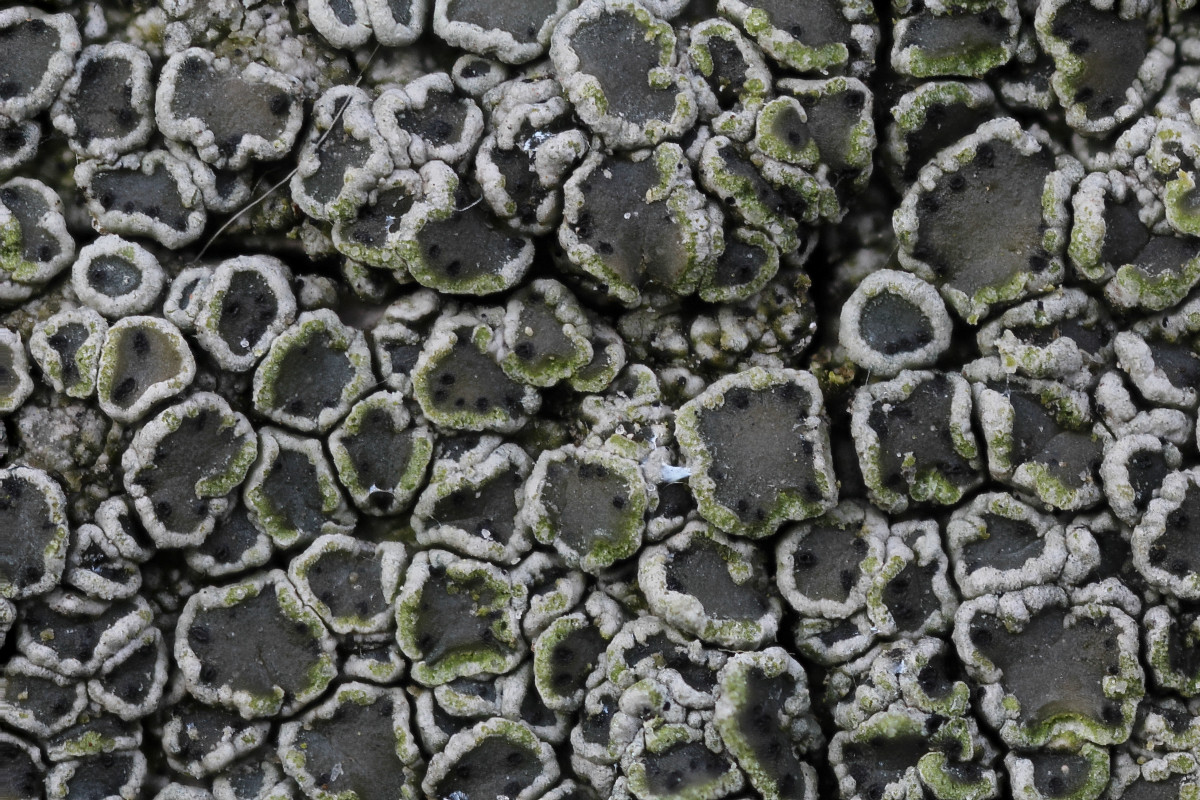 Vouauxiella lichenicola (door Arjan de Groot)