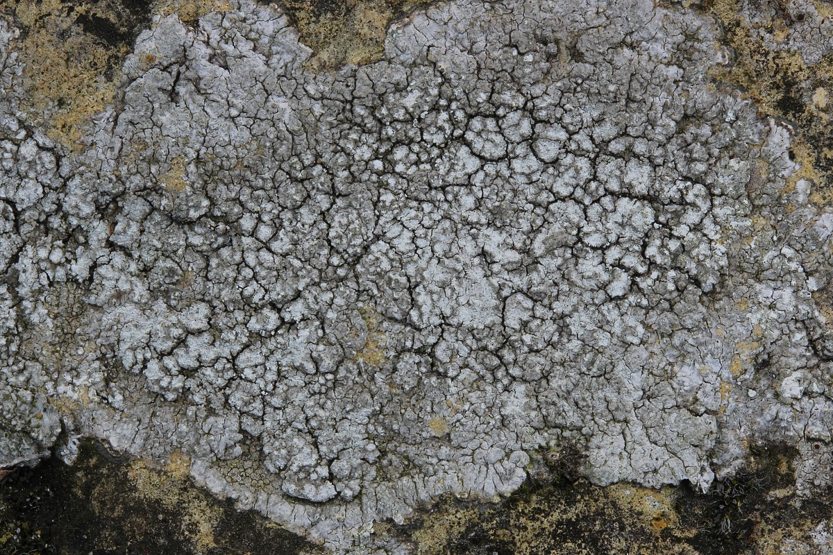 Pertusaria amara (door Arjan de Groot)