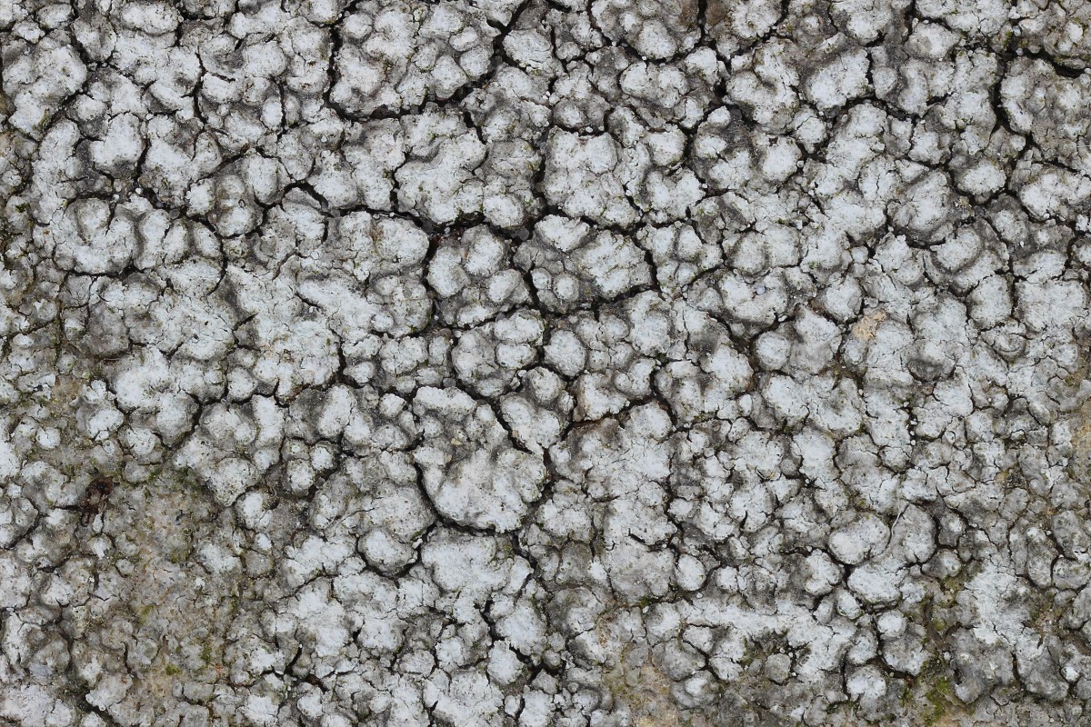 Pertusaria amara (door Arjan de Groot)