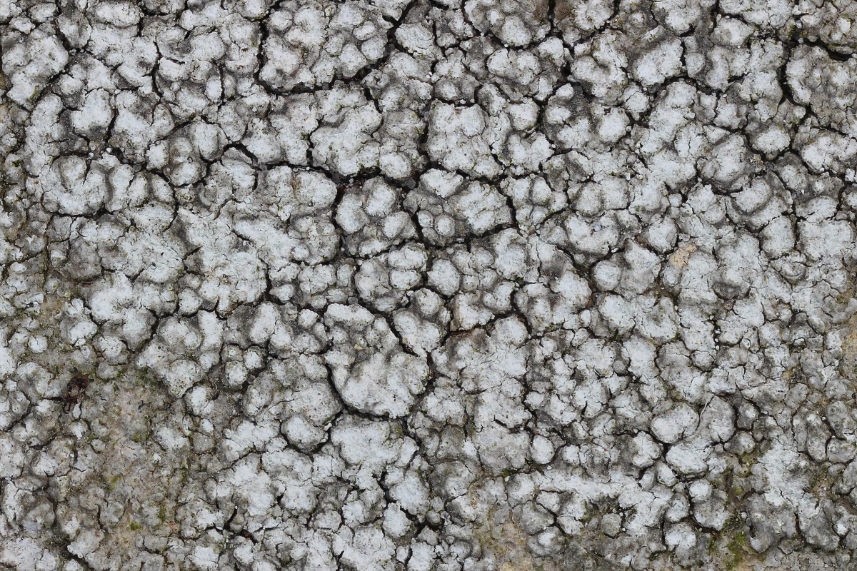 Pertusaria amara (door Arjan de Groot)