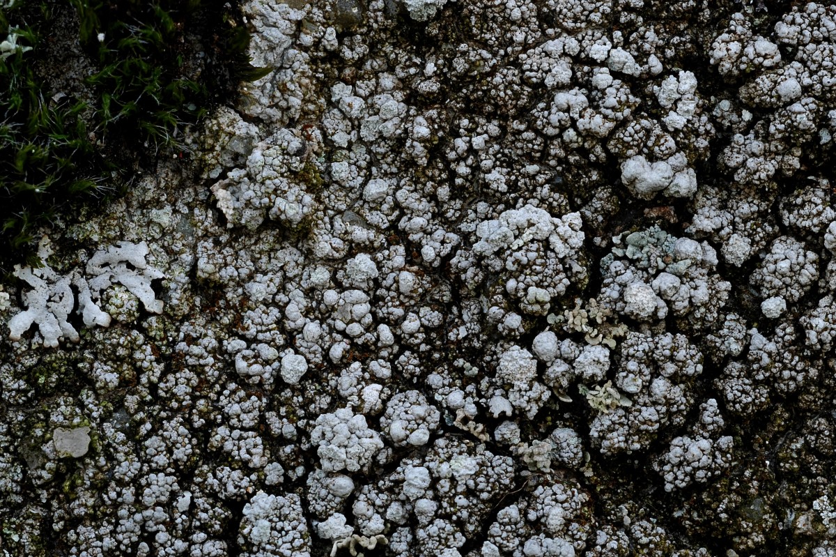 Pertusaria leucosora (door Arjan de Groot)