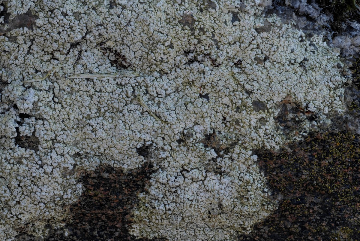 Pertusaria lactescens (door Arjan de Groot)