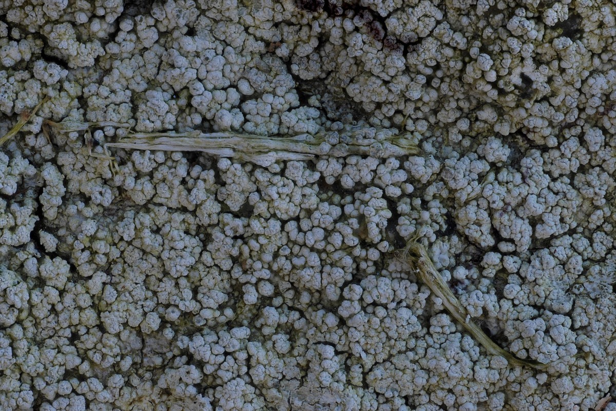 Pertusaria lactescens (door Arjan de Groot)