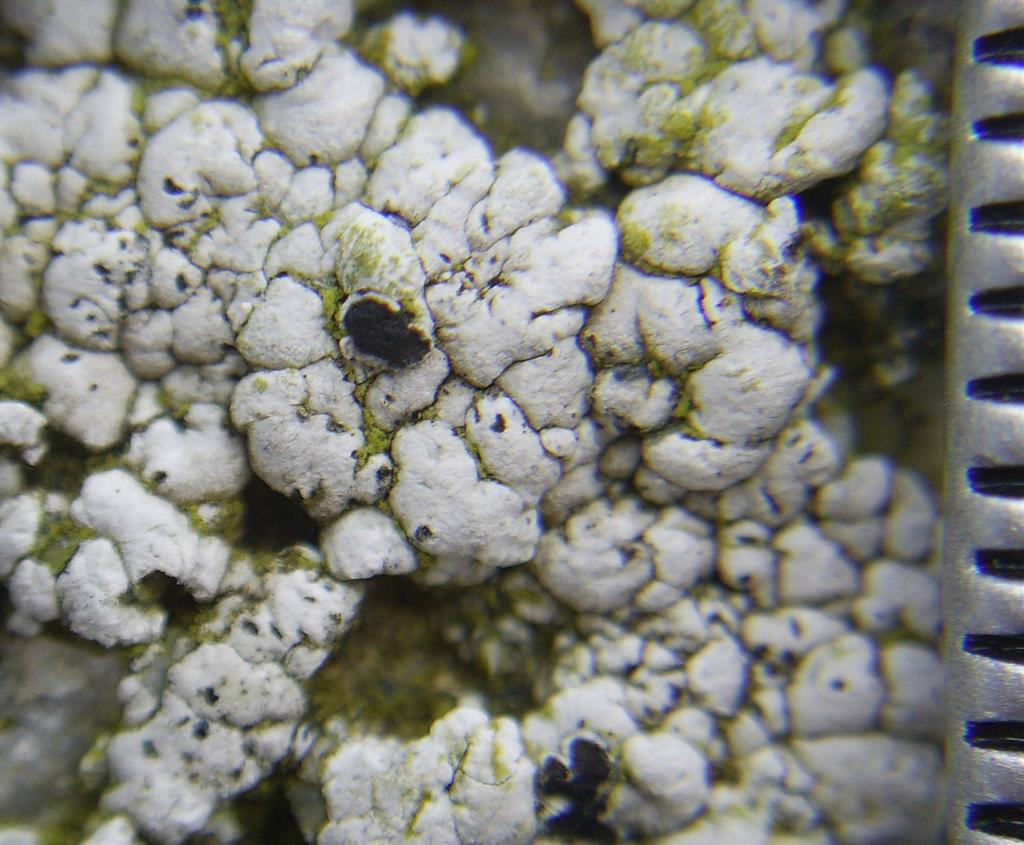 Lecanora cenisia (door Henk Timmerman)