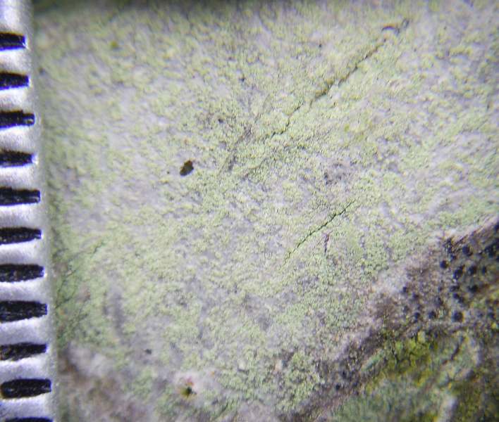 Lecanora expallens (door Henk Timmerman)