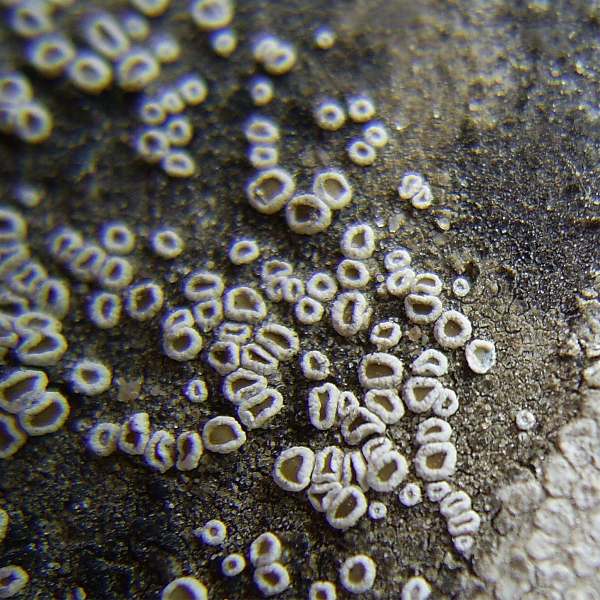 Lecanora flotowiana (door Henk Timmerman)