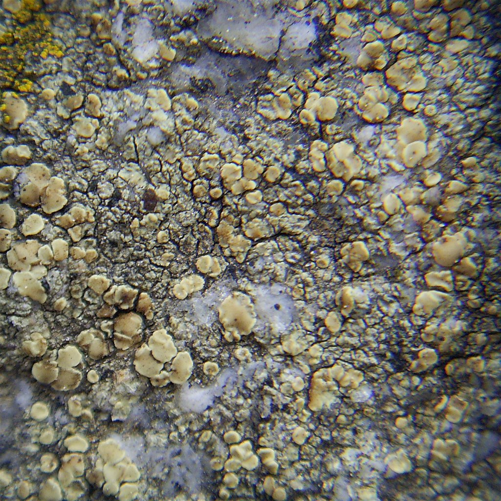 Lecanora polytropa (door Henk Timmerman)