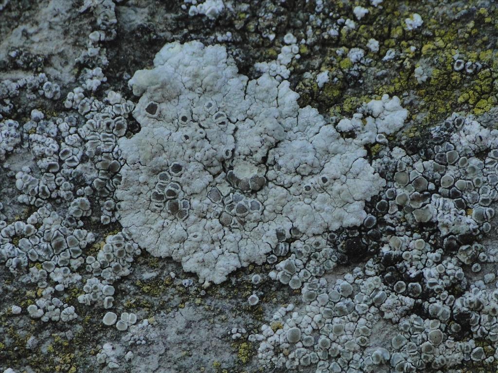 Lecanora pruinosa (door Henk-Jan van der Kolk)