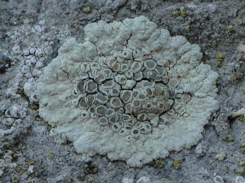 Lecanora pruinosa (door Henk-Jan van der Kolk)