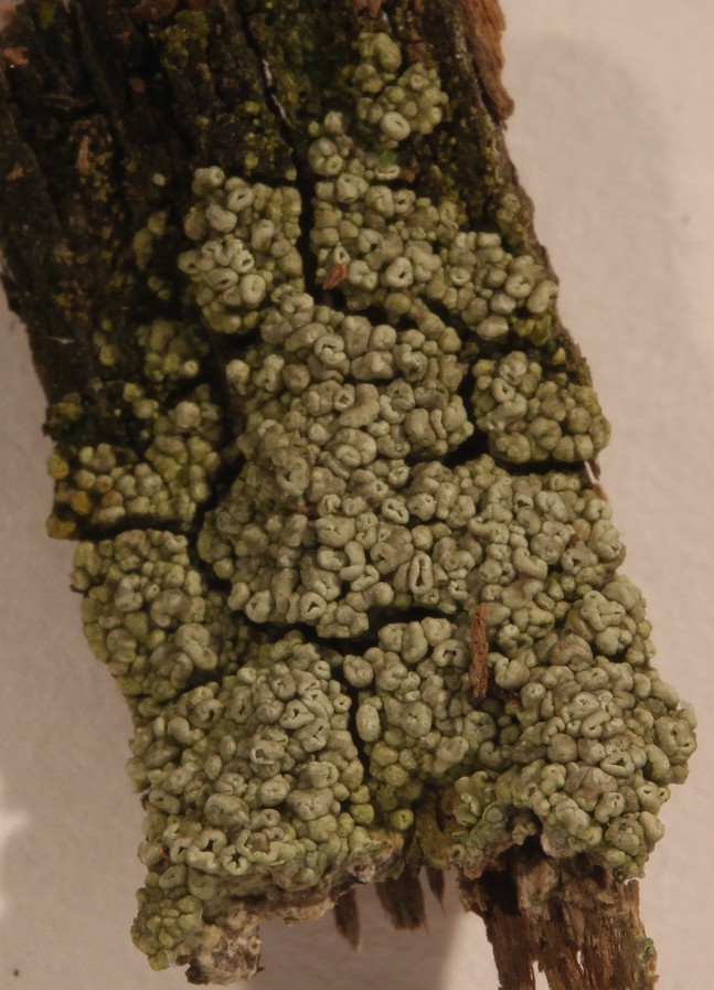 Lecanora varia (door Laurens Sparrius)