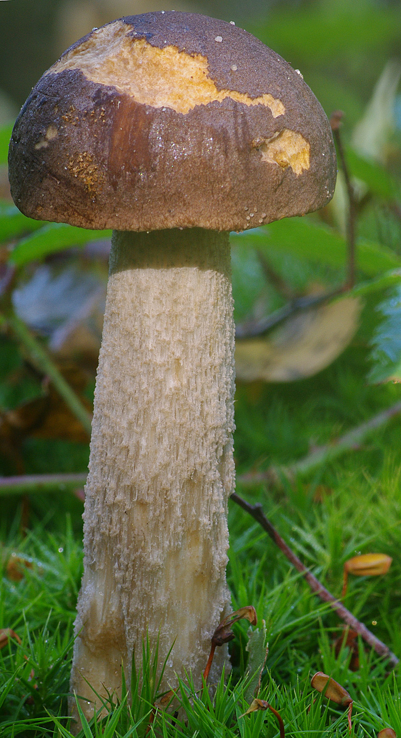 Leccinum cyaneobasileucum var. brunneogriseolum (door Hans Adema)