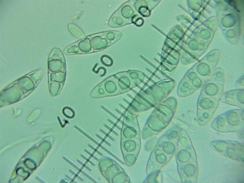 Geisleria sychnogonoides (door Henk-Jan van der Kolk)