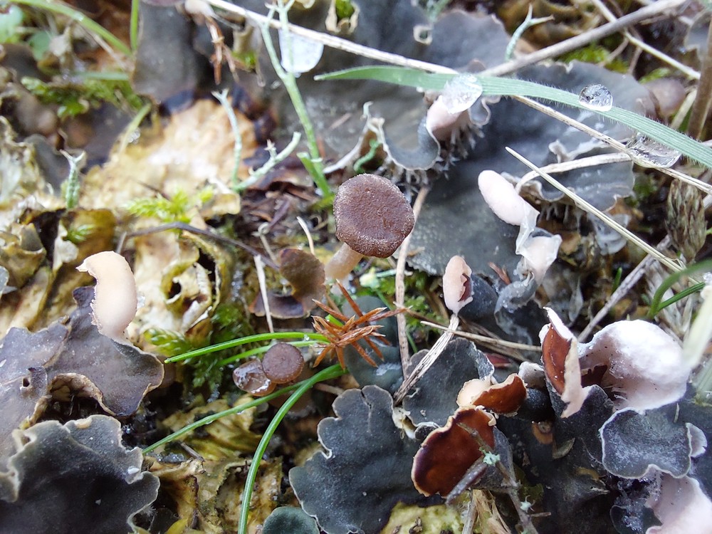 Omphalina peltigerina (door Maarten Langbroek)