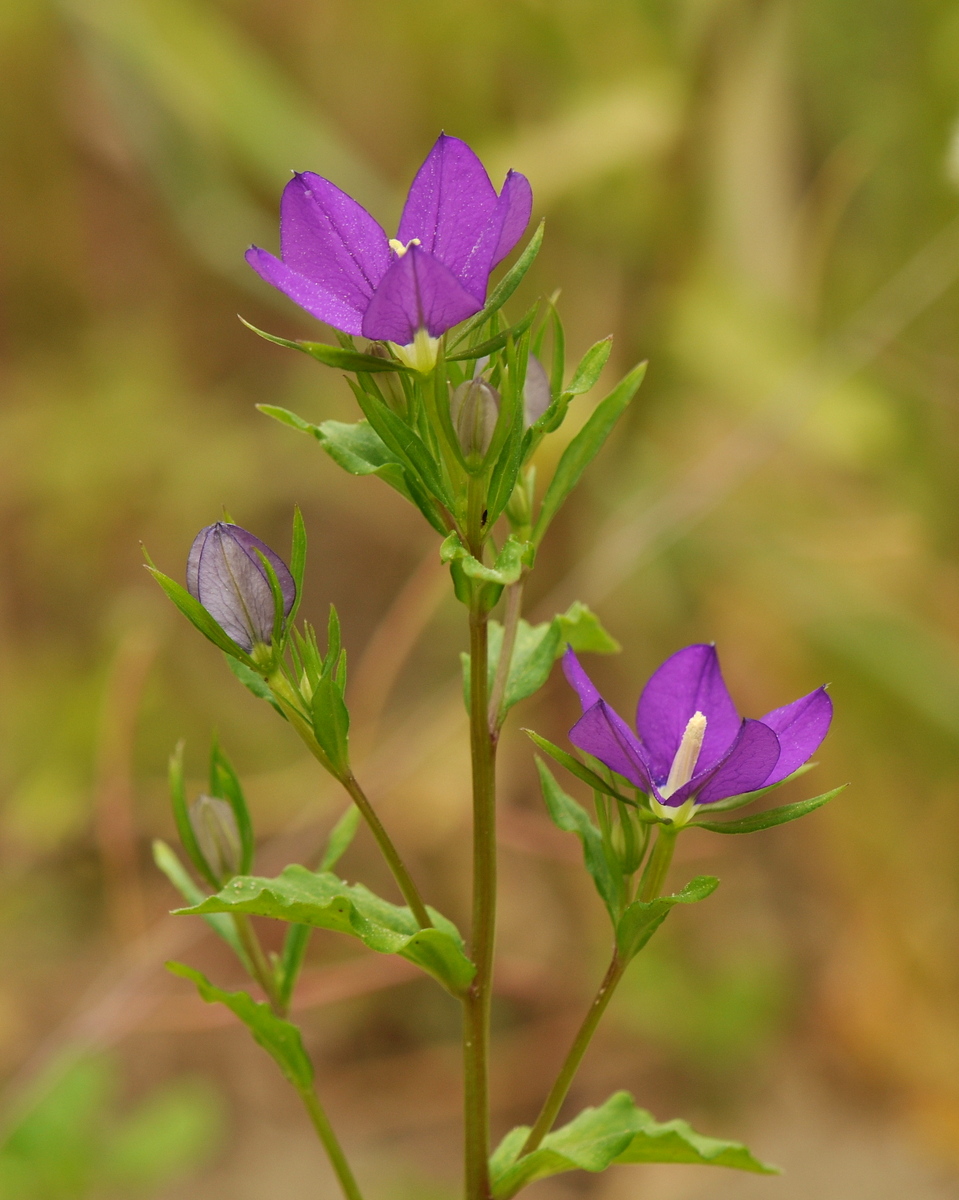 Legousia speculum-veneris (door Willie Riemsma)