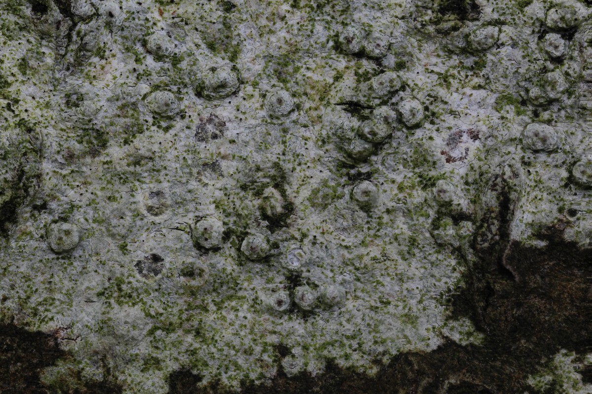 Pertusaria leioplaca (door Arjan de Groot)