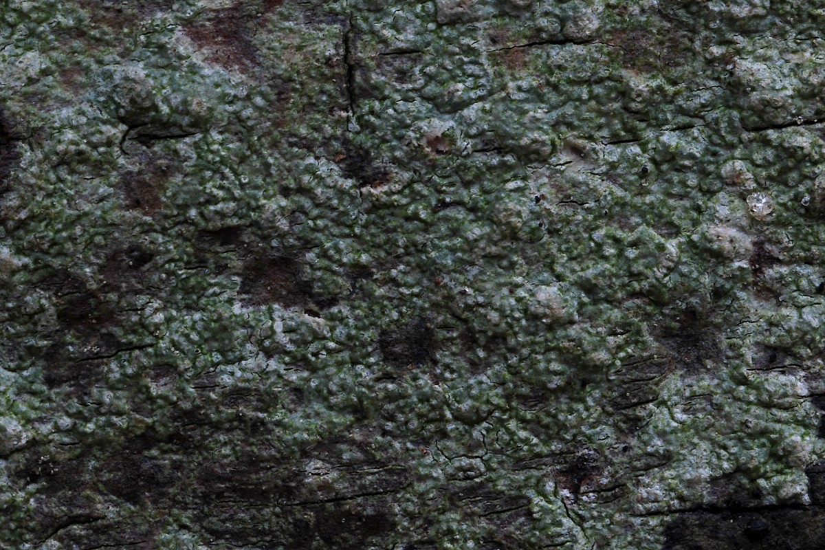 Pertusaria leioplaca (door Arjan de Groot)