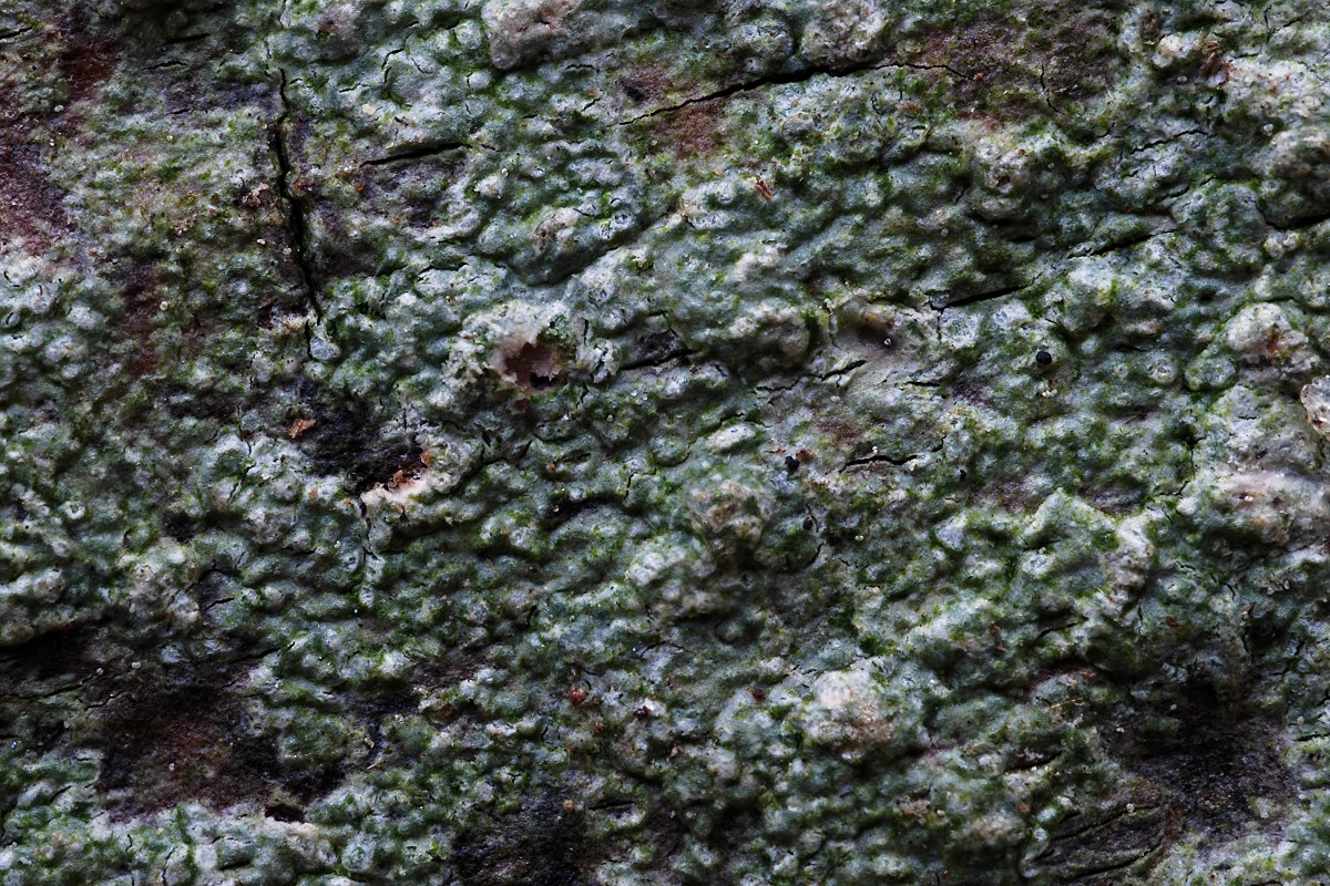 Pertusaria leioplaca (door Arjan de Groot)