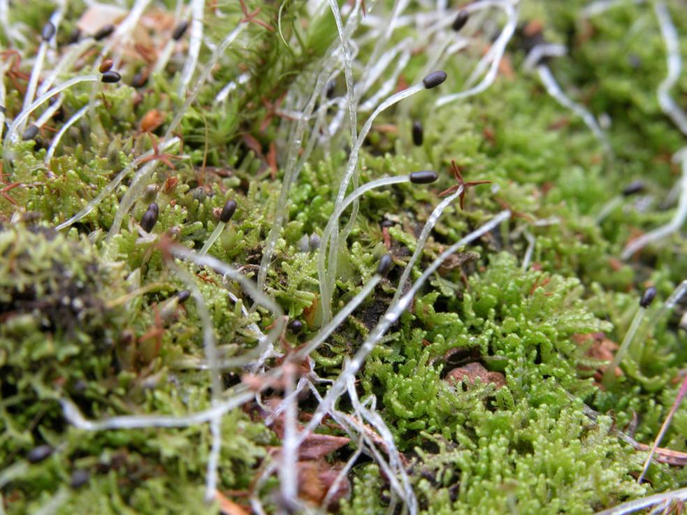 Lepidozia reptans (door Dick Haaksma)