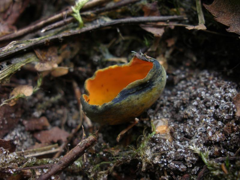 Caloscypha fulgens (door Maarten Langbroek)