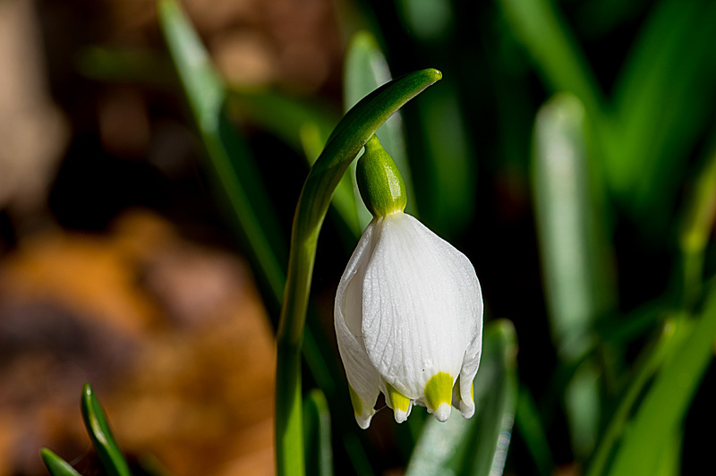 Leucojum vernum (door Hans Adema)