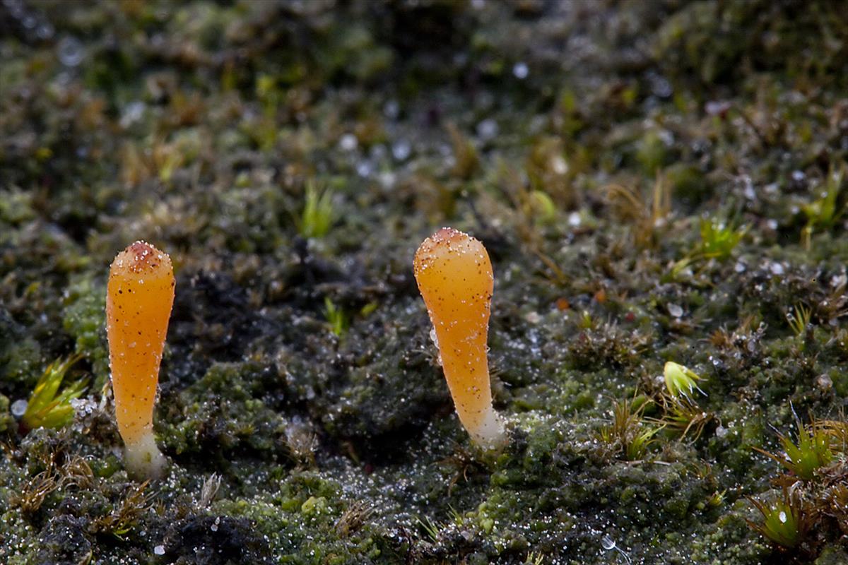 Multiclavula vernalis (door John Breugelmans)