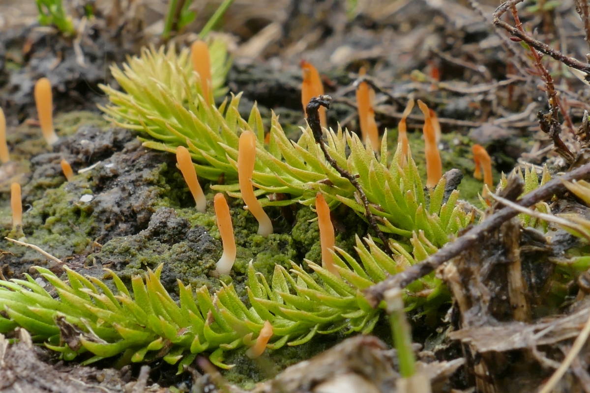 Multiclavula vernalis (door Theo Westra)