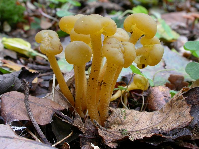 Leotia lubrica (door Laurens van Run)