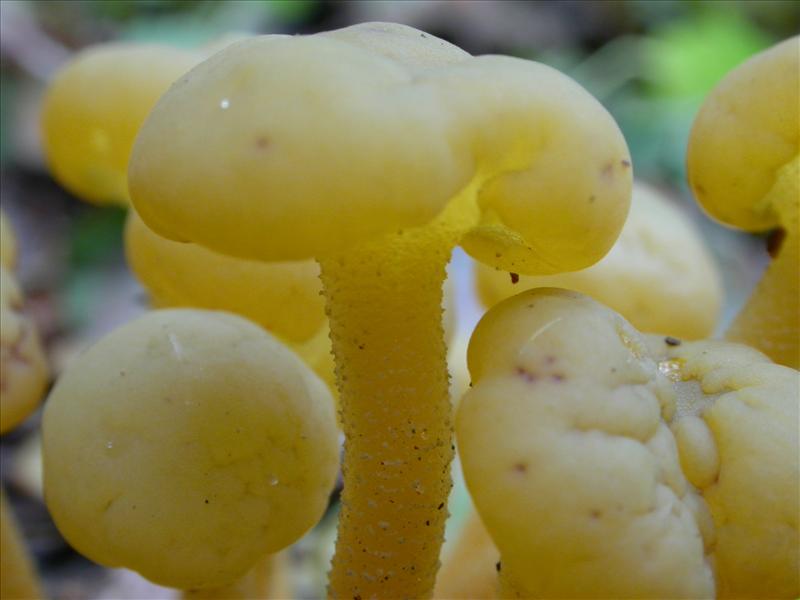 Leotia lubrica (door Laurens van Run)