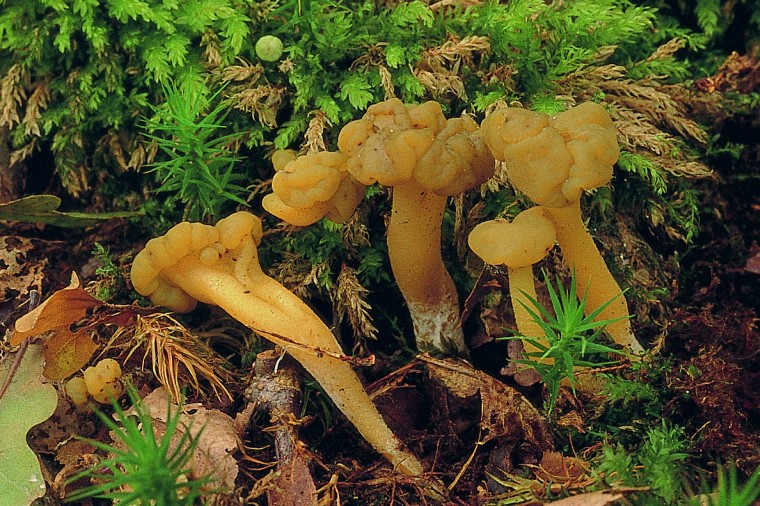 Leotia lubrica (door Eef Arnolds)