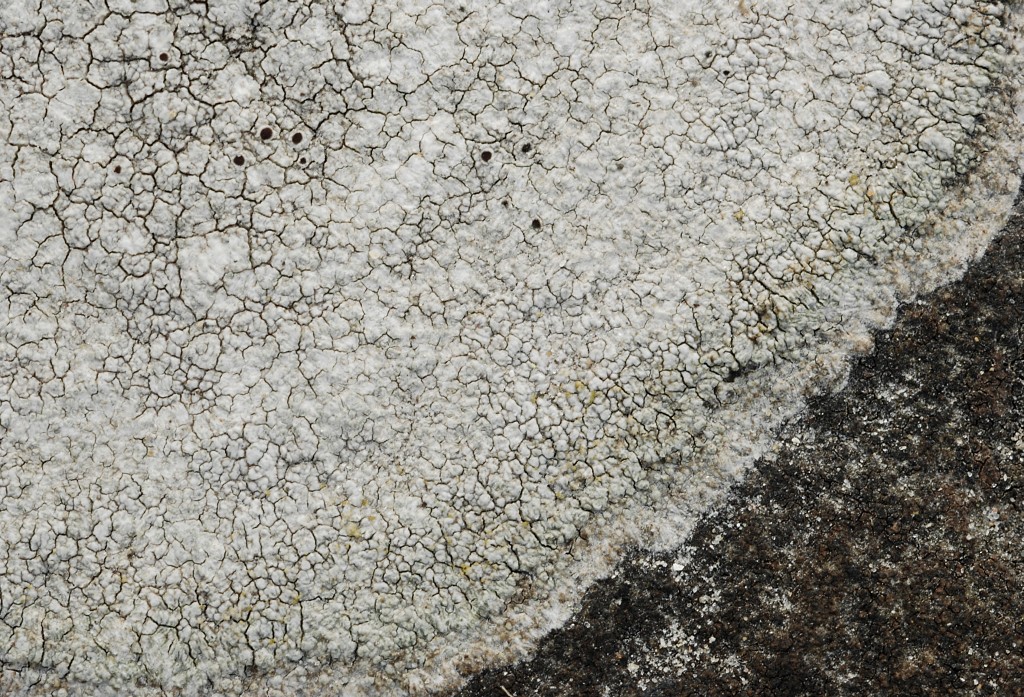 Lecanora campestris (door Arjan de Groot)