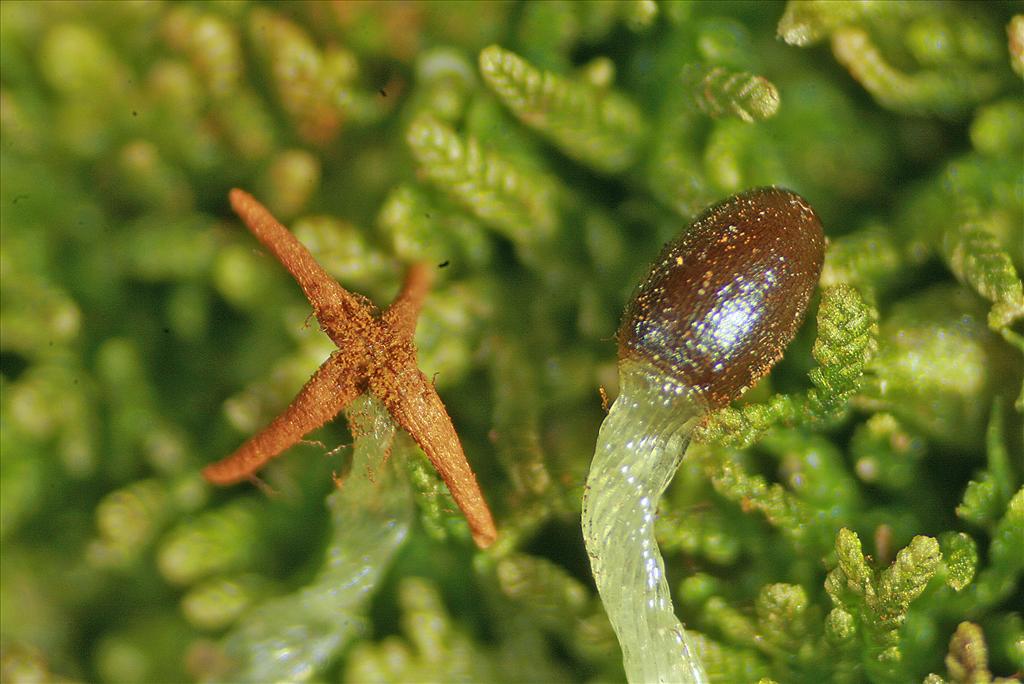 Lepidozia reptans (door Jan Kersten)