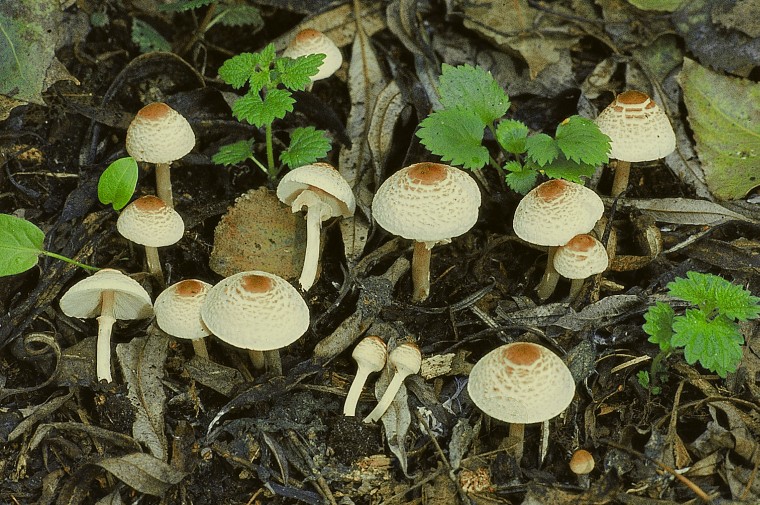 Lepiota cristata (door Henk Huijser)