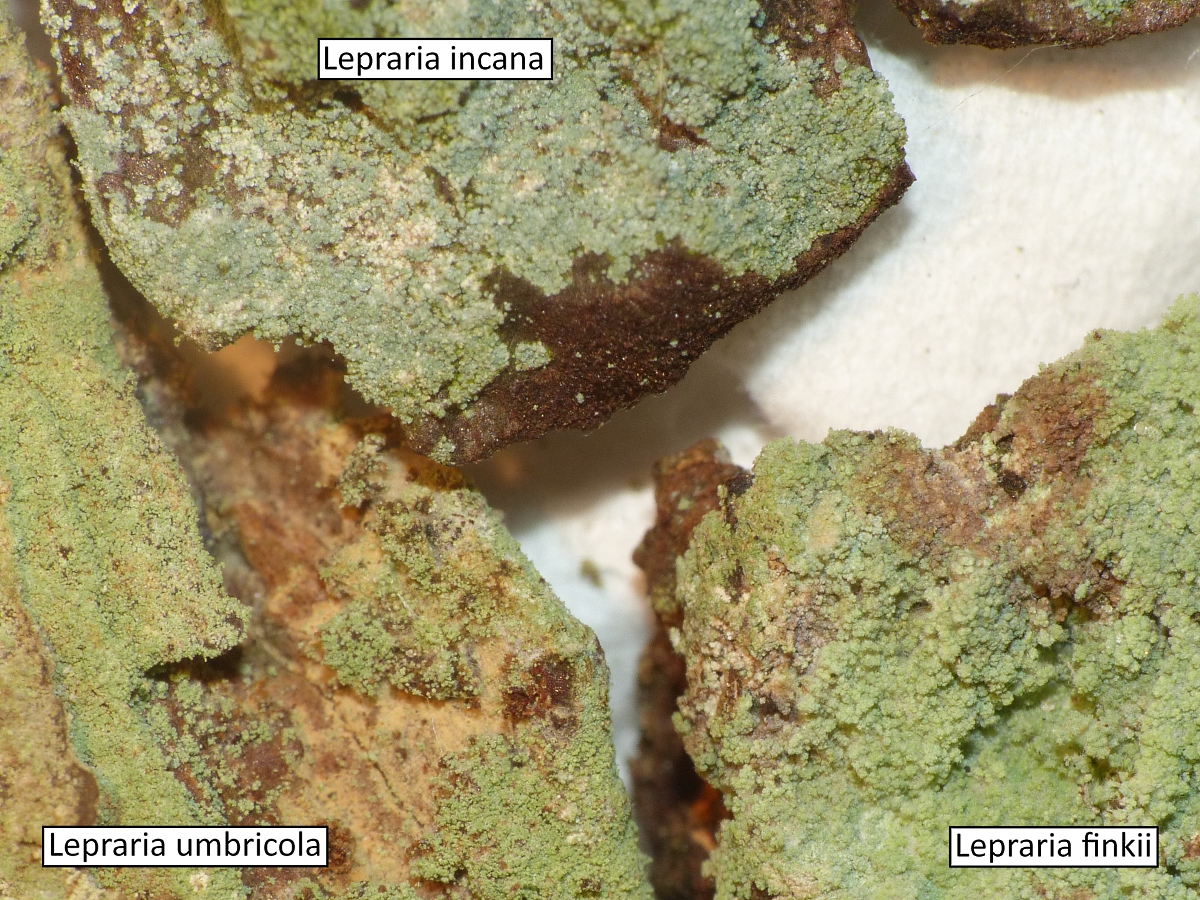 Lepraria umbricola (door Henk-Jan van der Kolk)