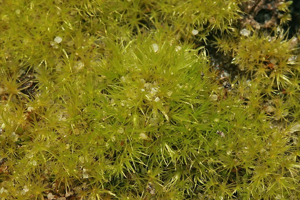 Leptobryum pyriforme (door Jan Kersten)