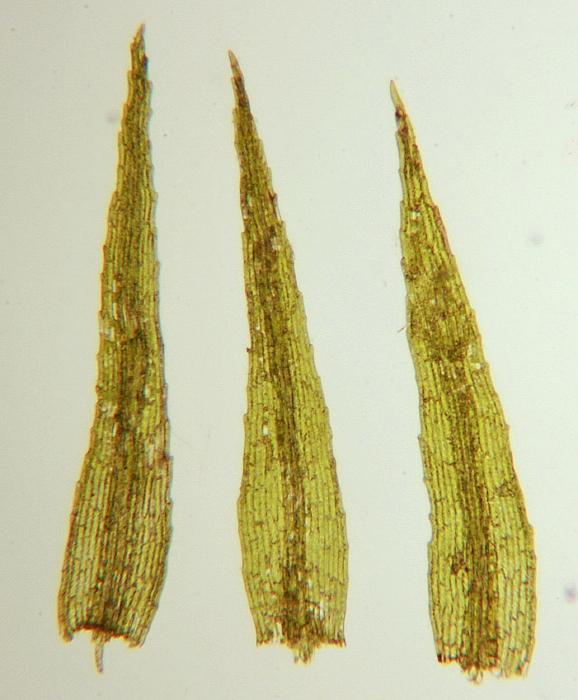 Leptobryum pyriforme (door Jan Kersten)