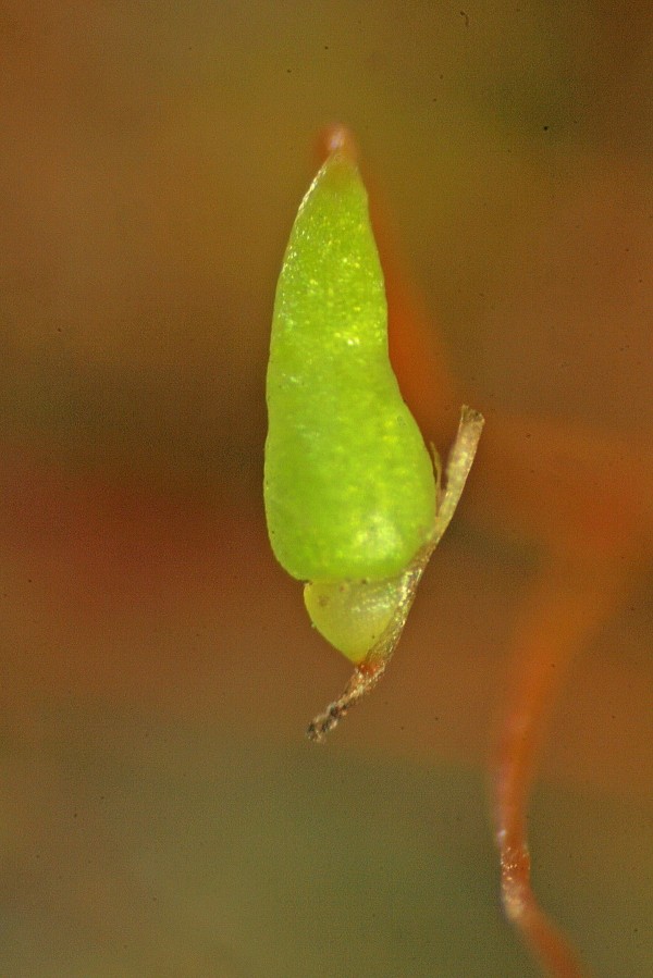 Leptobryum pyriforme (door Jan Kersten)