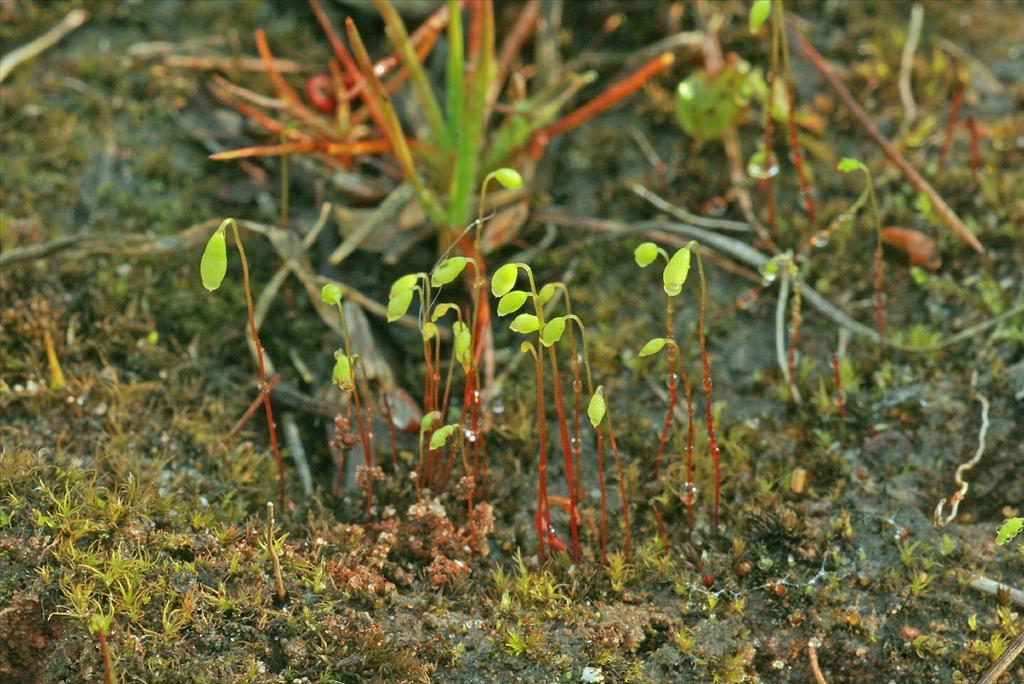 Leptobryum pyriforme (door Jan Kersten)