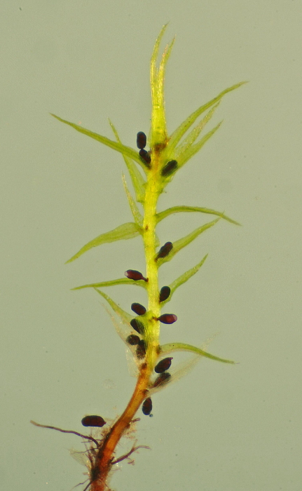 Leptobryum pyriforme (door Jan Kersten)