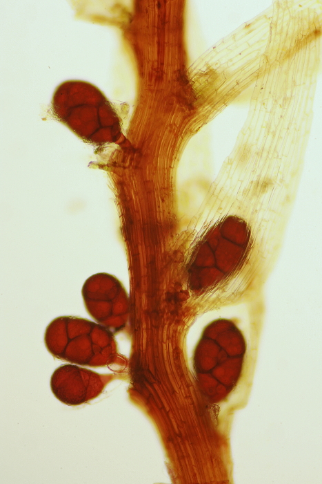 Leptobryum pyriforme (door Jan Kersten)