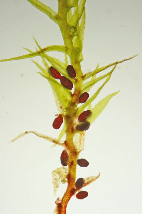 Leptobryum pyriforme (door Jan Kersten)