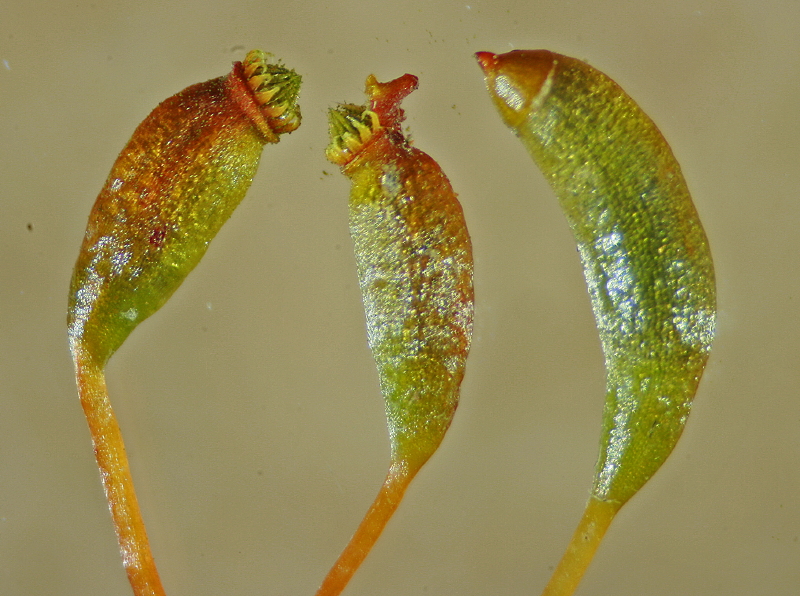 Leptodictyum riparium (door Jan Kersten)