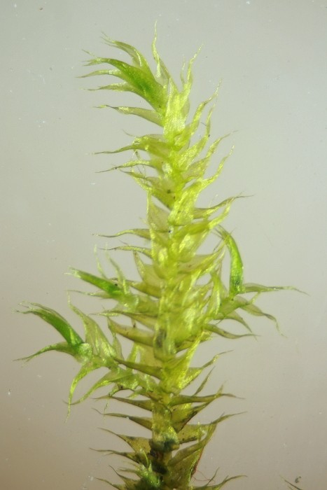 Leptodictyum riparium (door Jan Kersten)