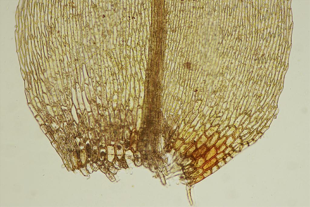 Leptodictyum riparium (door Jan Kersten)