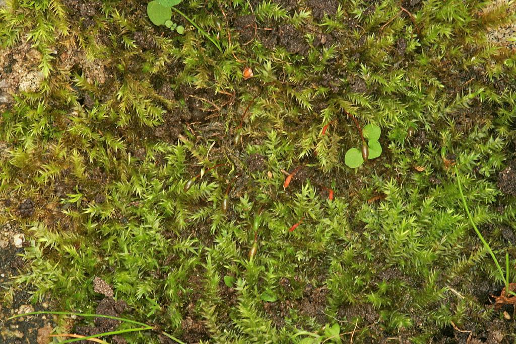 Leptodictyum riparium (door Jan Kersten)