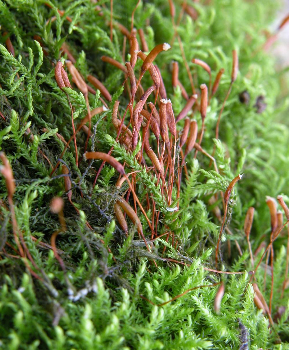 Leskea polycarpa (door Dick Haaksma)