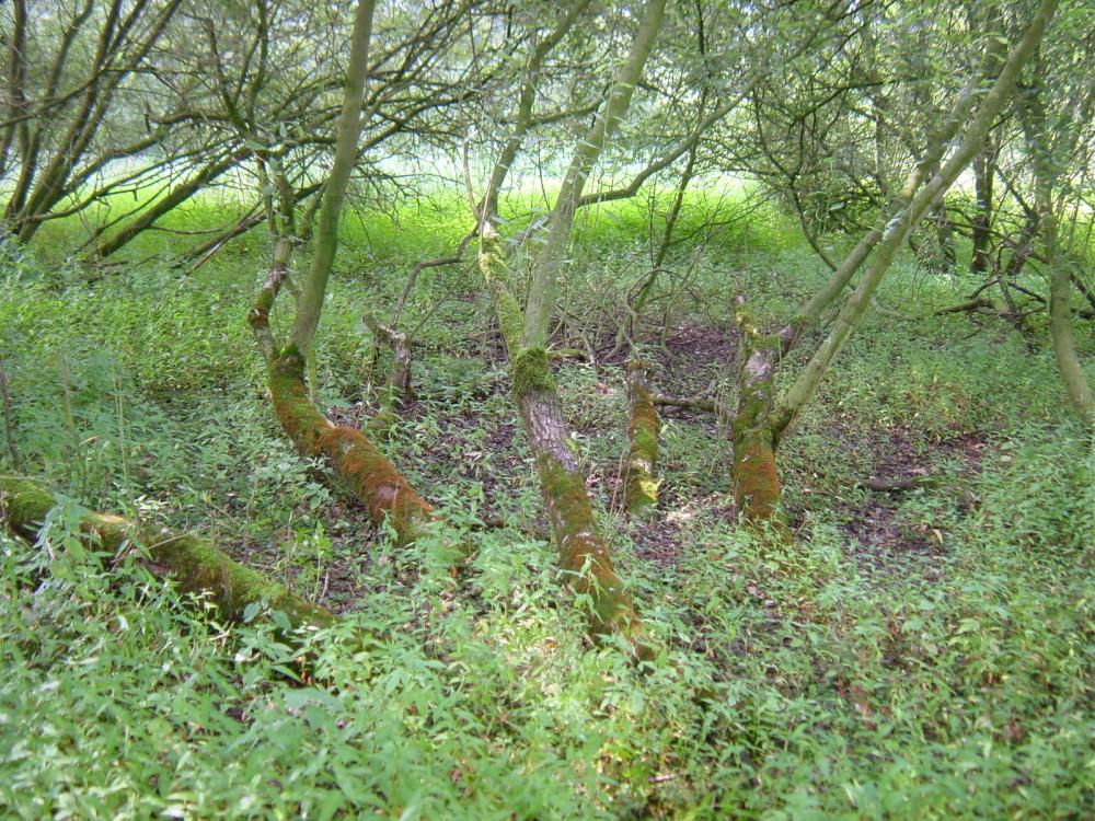 Leskea polycarpa (door Dick Haaksma)