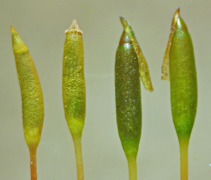 Leskea polycarpa (door Jan Kersten)