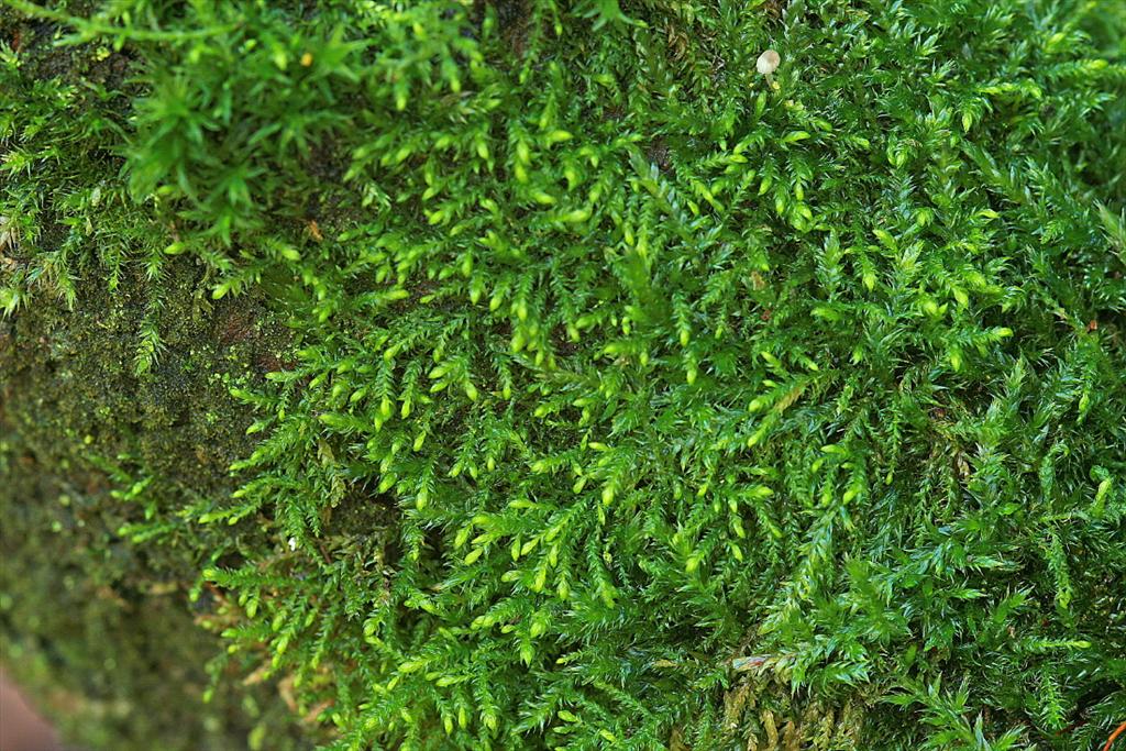 Leskea polycarpa (door Jan Kersten)